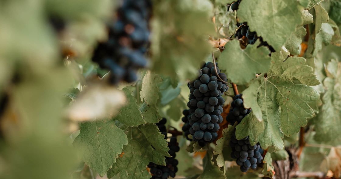 A Close Up Of A Black Berry