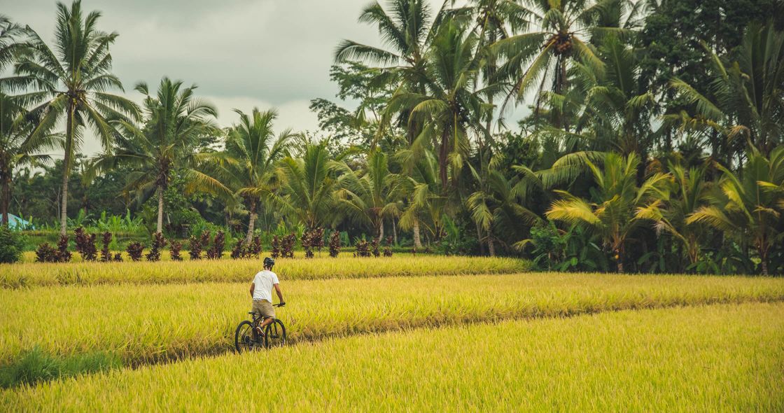 A Person Riding A Bicycle In A Field Of Grass