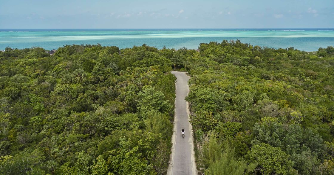 A Person Walking On A Path Through A Forest