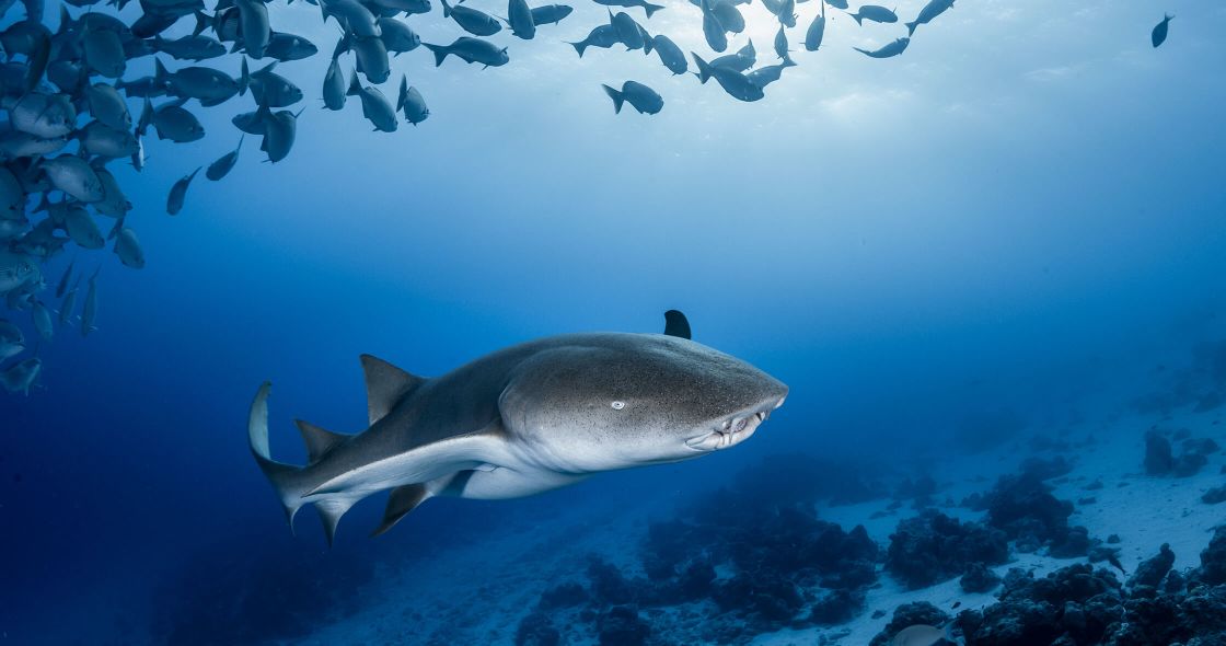 A Shark Swimming In The Ocean