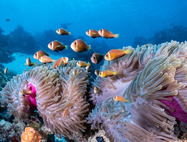 A Group Of Fish Swimming In The Ocean