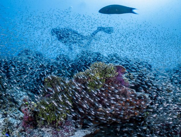 A Coral Reef Under Water