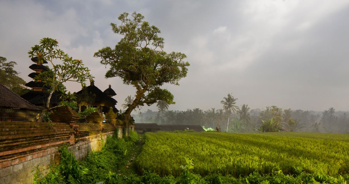A Grassy Field With Trees And A Stone Wall