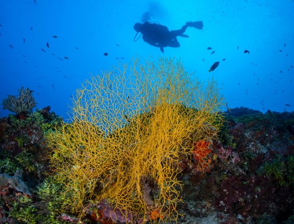 A Coral Reef With Fish