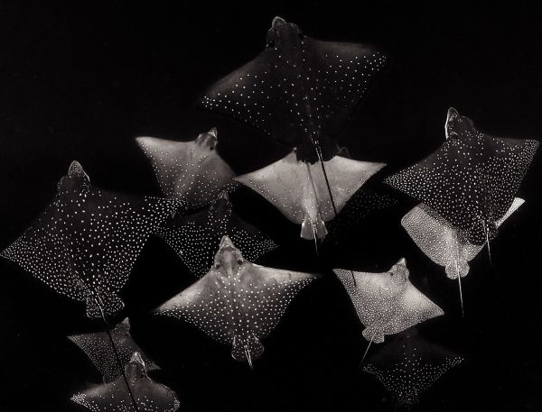 A Group Of Black And White Objects