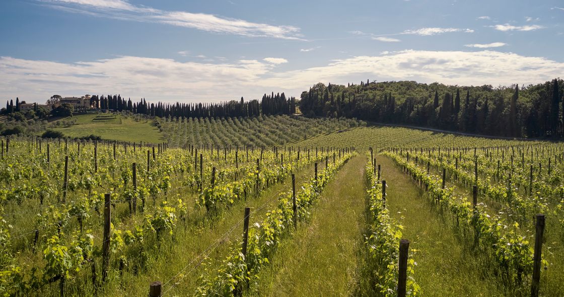 A Field Of Plants With Trees In The Background