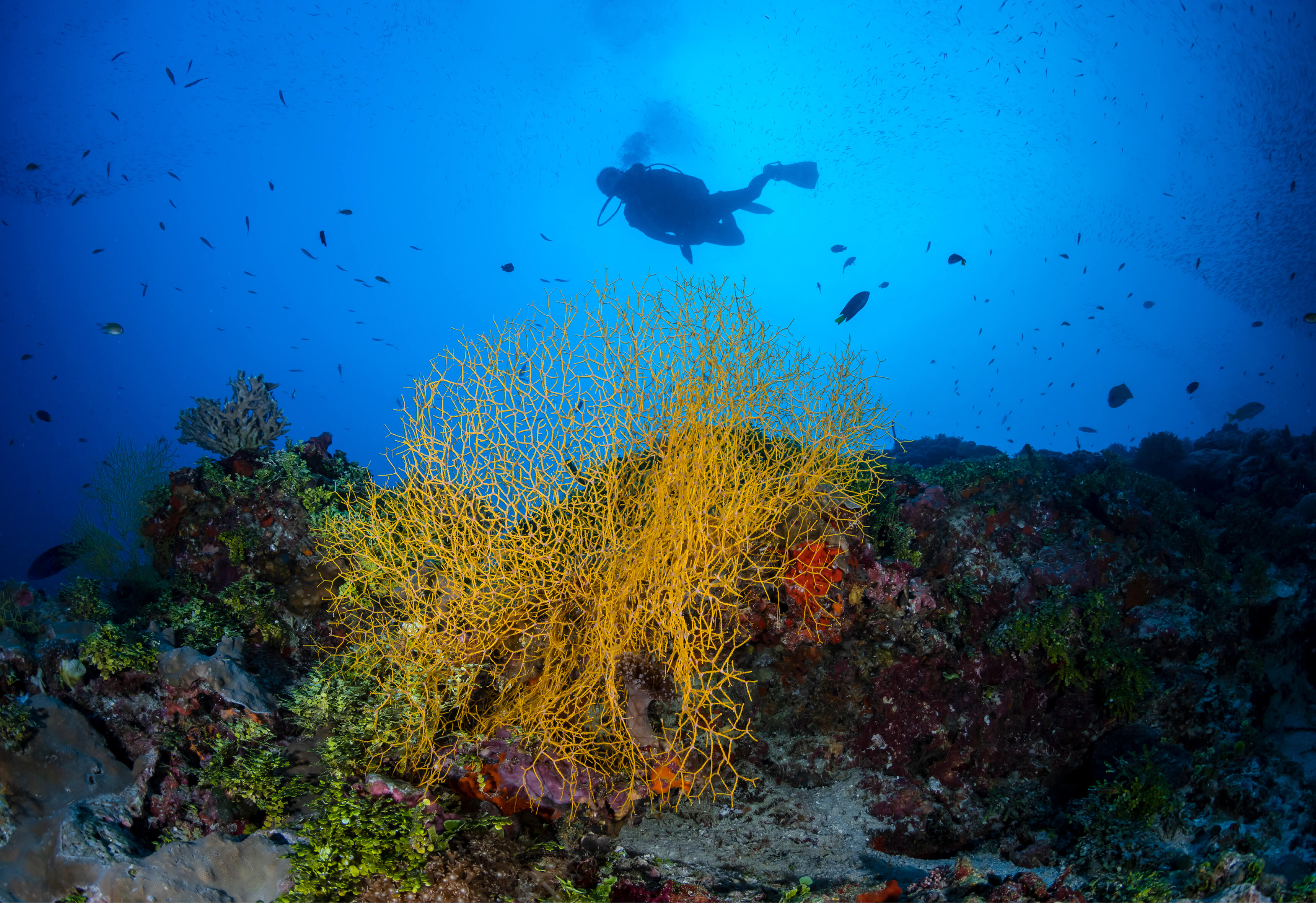 Fish Swimming In The Ocean