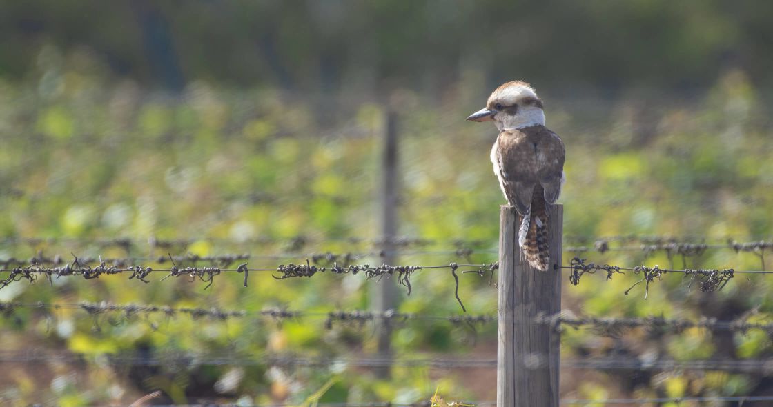 A Bird Perched On A Fence