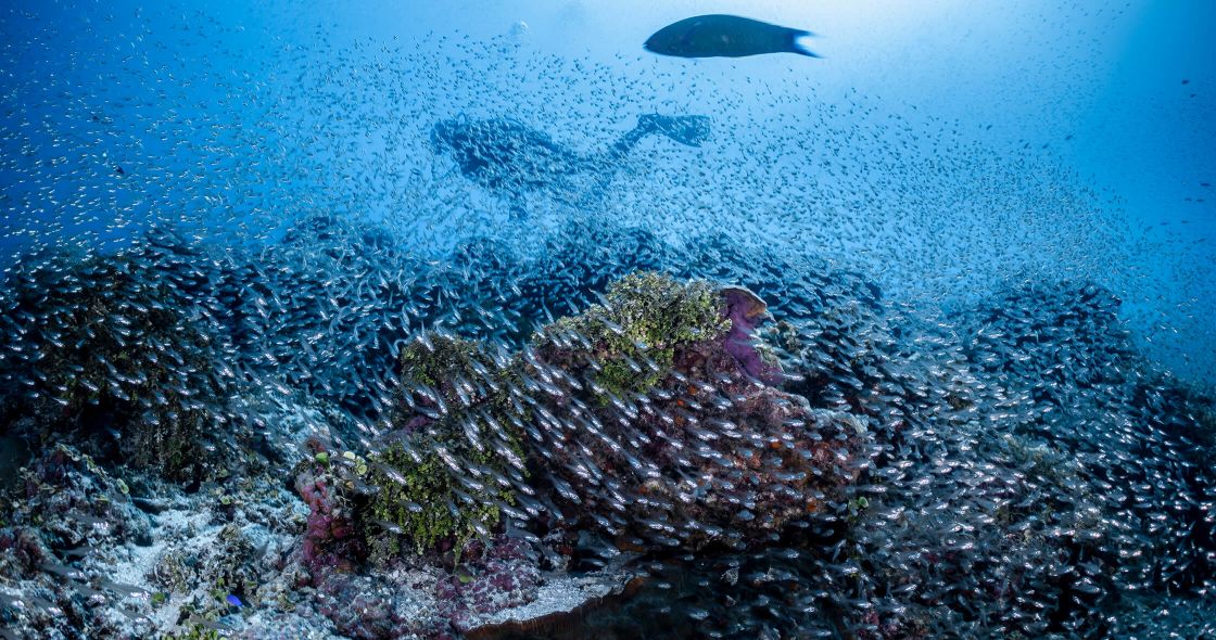 A Coral Reef Under Water