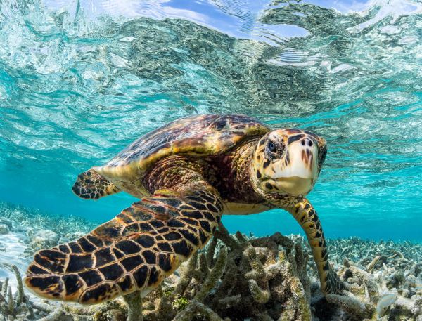 A Turtle Swimming In Water