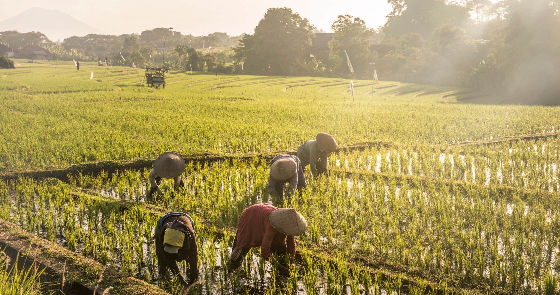 A Group Of Elephants In A Field