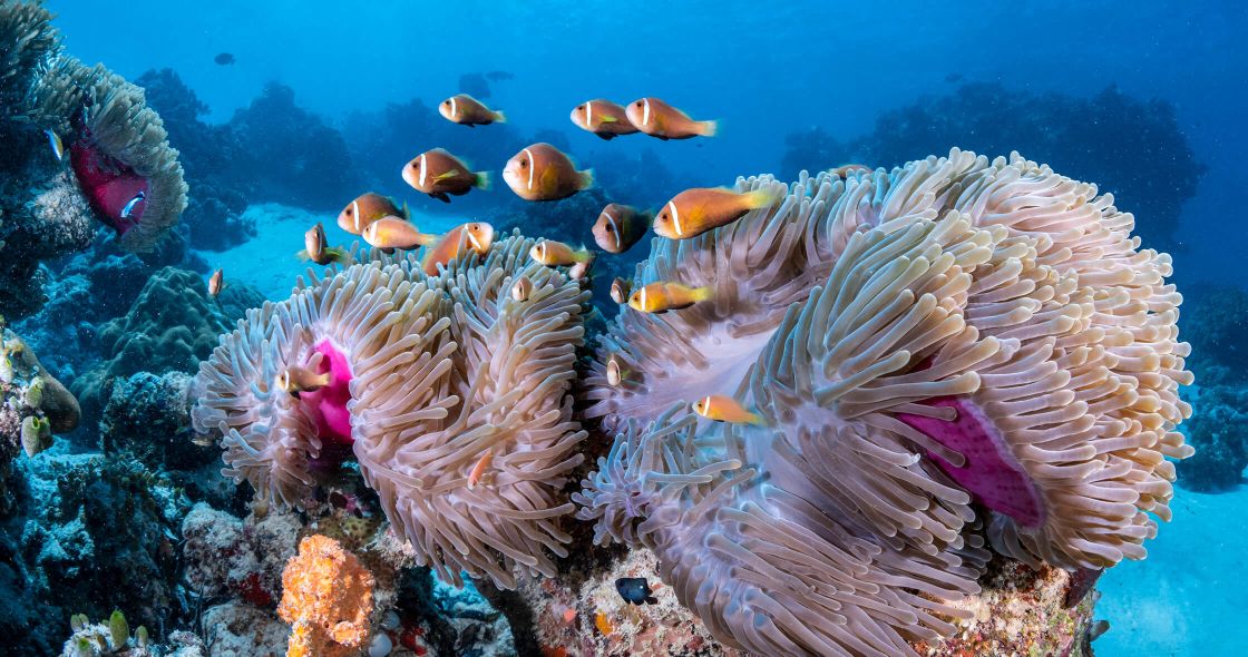 A Group Of Fish Swimming In The Ocean
