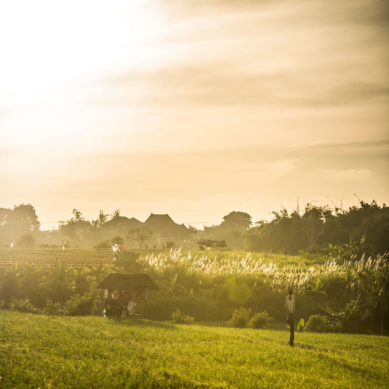 A Field Of Plants With A House In The Background