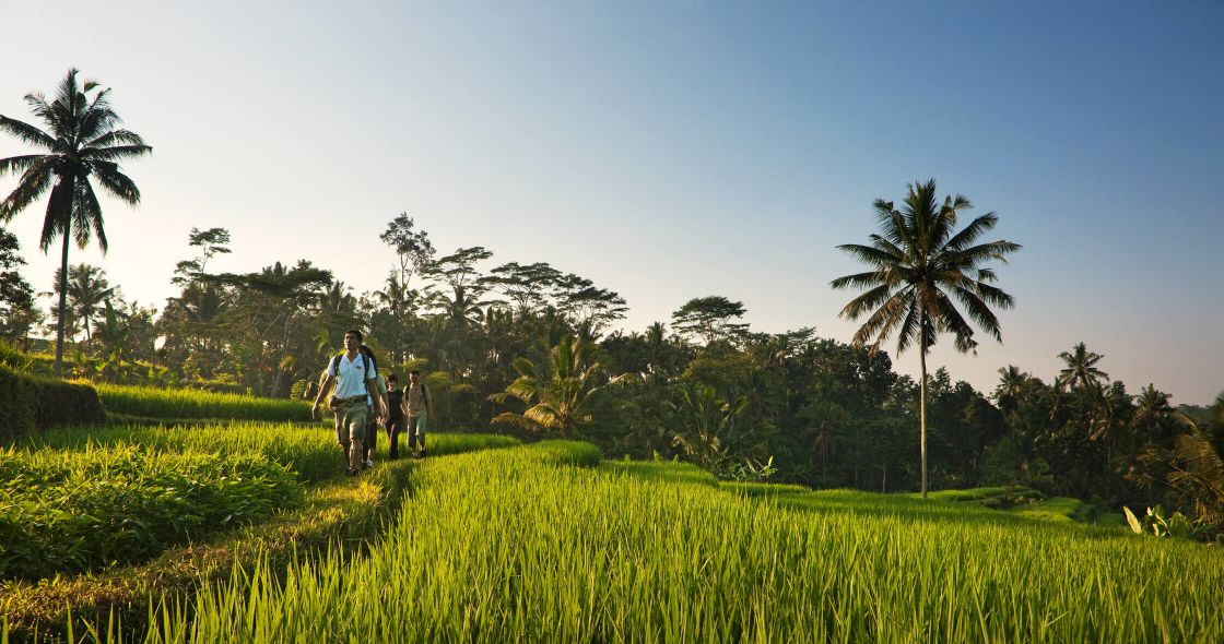 A Group Of People Walking Through A Grassy Field
