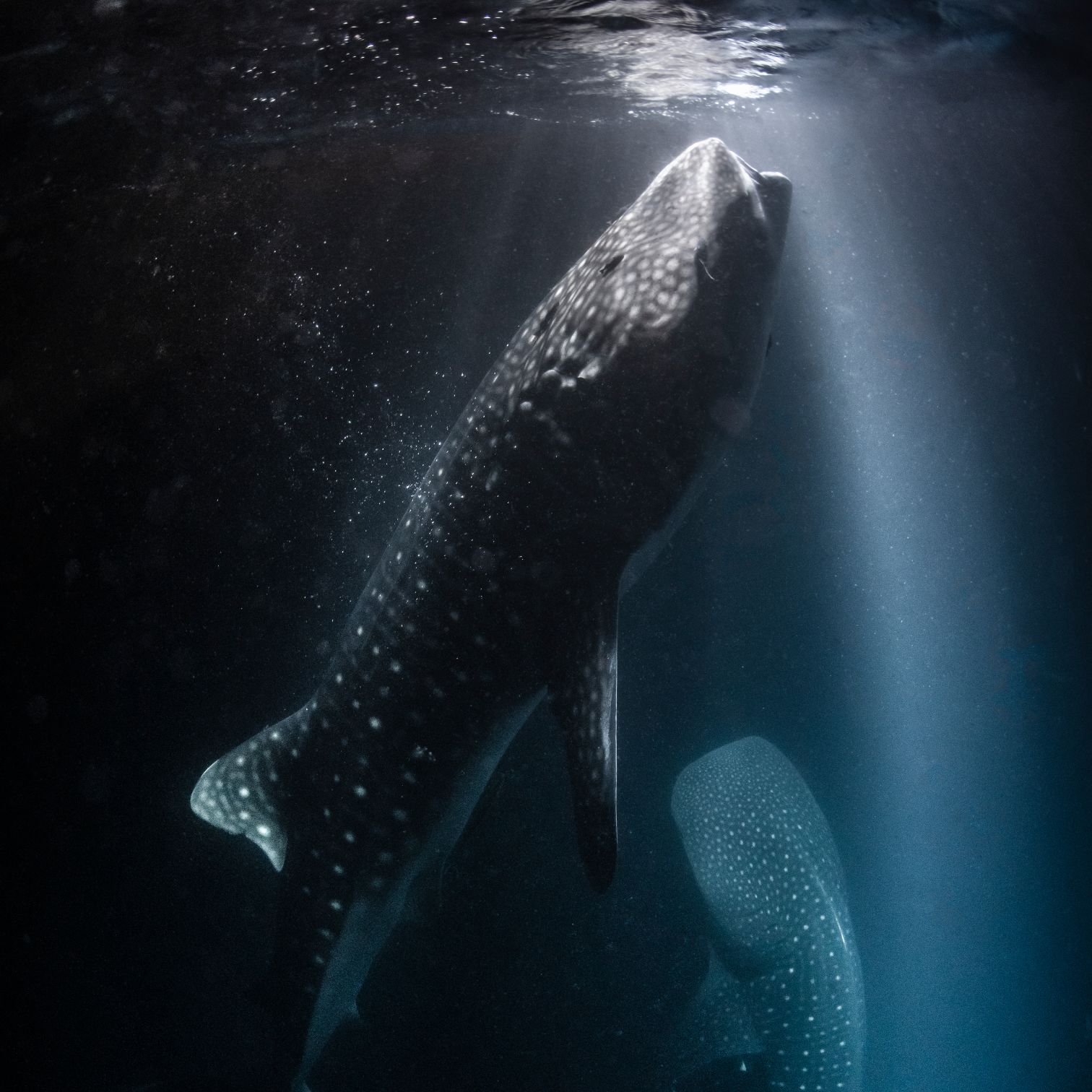 A Large Whale In The Ocean