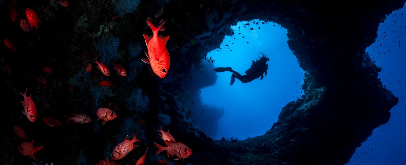 A School Of Fish Swimming In The Ocean