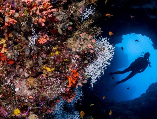 A Person Swimming In A Tank Of Fish