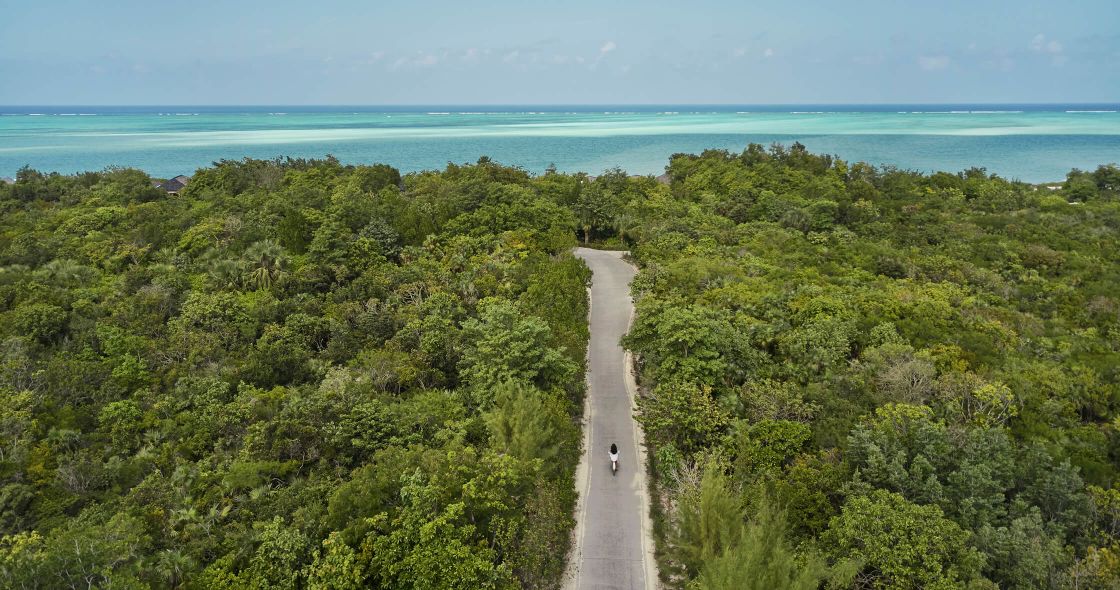 A Person Walking On A Path Through A Forest