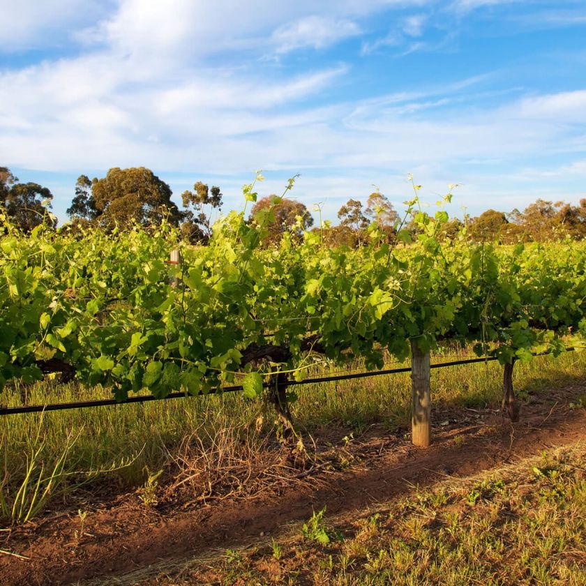A Field Of Green Plants