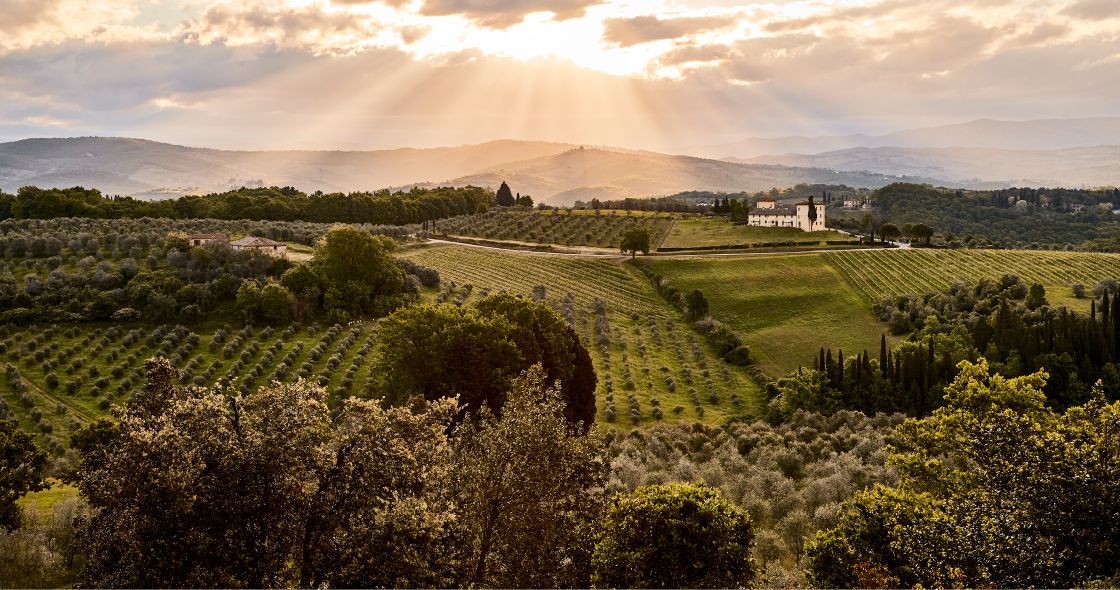 A Landscape With Trees And Grass