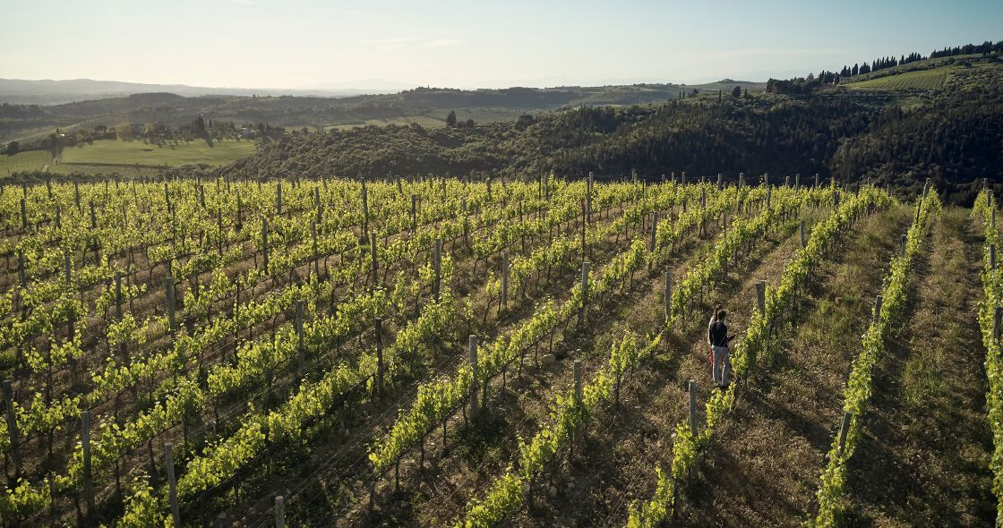 A Person Walking Through A Plantation